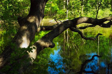 Cleveland, Ohio yakınlarındaki Rocky River Reservation 'da ilkbahar akşamına doğru uzanan devasa bir ağaç.