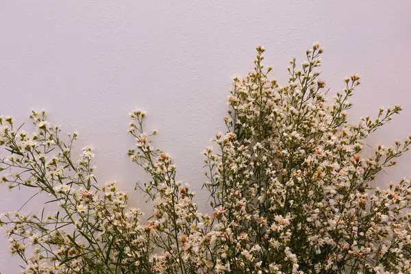 Beyaz arka planda çiçekler düğünü süsleyen düğün çiçekleri, düğün buketi süslemek için beyaz ve sarı çiçekler.