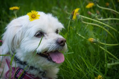 Güneşli bir bahar gününde, bir kucak köpeği karahindiba tarlasında duruyor..