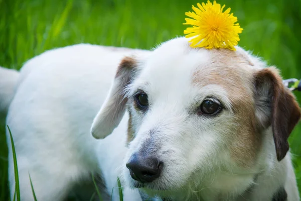 Retrato Cão Prado Flor Bonito Jack Russell Terrier Velho Está Fotos De Bancos De Imagens