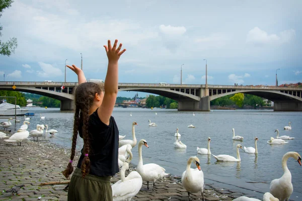 夏の午後 女の子は堤防の白鳥に餌を与えます — ストック写真