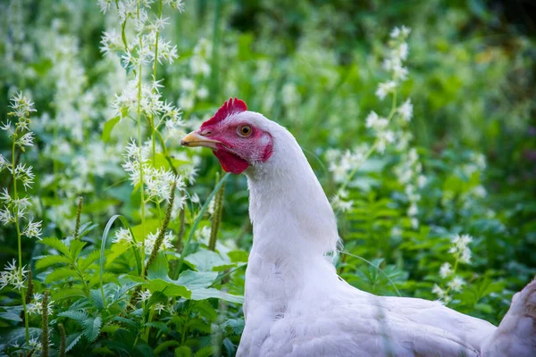 Yaz Öğleden Sonra Çimenlerin Çiçeklerin Üzerinde Beyaz Bir Tavuk Duruyor — Stok fotoğraf