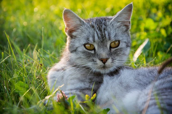 Grå Katt Ligger Gräset Sommarkvällen — Stockfoto