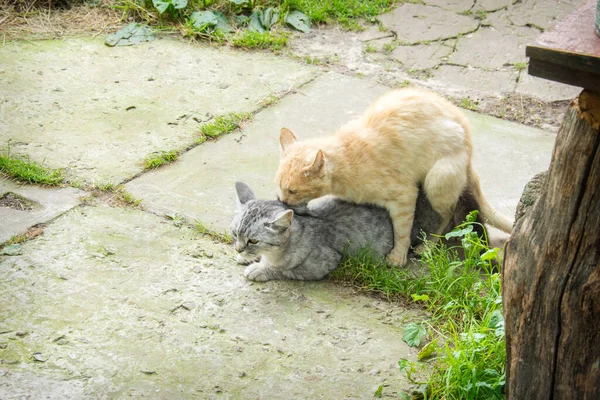 Hauskatzen Paaren Sich Sommer Auf Der Straße — Stockfoto