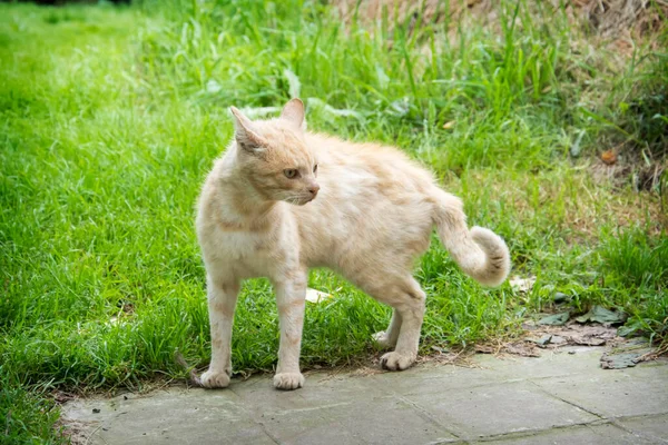 いじめ猫 戦闘機 道路には悲しい負傷したホームレスの赤い猫が立っている 感染症や狂犬病の概念 獣医学 動物の権利と慈善団体 — ストック写真