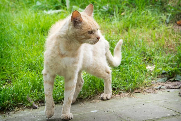 A bully cat, a fighter. A sad and injured homeless red cat is standing on the road. The concept of infectious diseases and rabies. Veterinary care, animal rights and charity.
