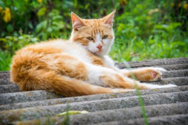 Yazın, güneşli bir günde, köyde kızıl bir kedi yatar..