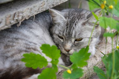 Yazın güneşli bir günde köydeki tahtaların yanındaki çimlerin üzerinde gri bir kedi uzanır..