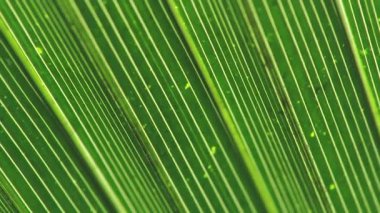 4K 'da Backlit Palm Leaf in Gentle Motion, Natural Green Doku ve Tropikal Yeşillik Örnekleri' nin yakın çekimi