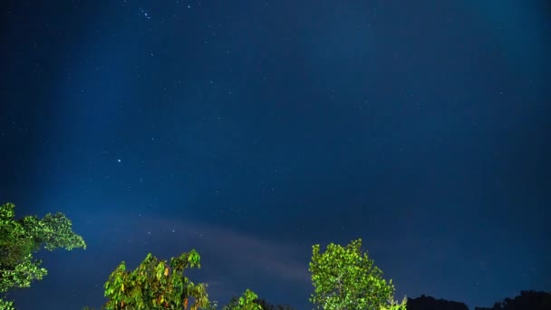 Star Timelapse Forest Munnar Kerala India — Video Stock