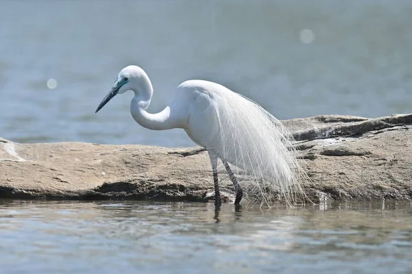 Great Egret Bird Mostrando Sua Pena Durante Temporada Nidificação — Fotografia de Stock