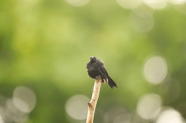 Drench Male Pied Bush Chat Bird Resting Tree Twig Making — Stock Photo, Image