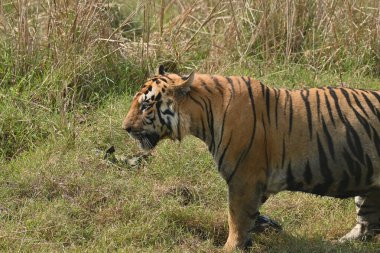 A big muscular male tiger passing through grassland of Tadoba andhari tiger reserve clipart