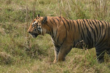 A big muscular male tiger passing through grassland of Tadoba andhari tiger reserve clipart