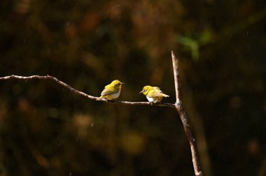 Cute indian white eye couple bird resting on branch and enjoying rain  clipart