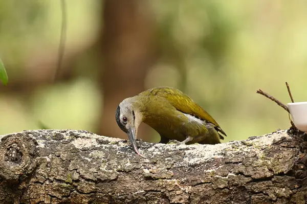 Gri başlı ağaçkakan, Sattal Uttarakhand 'da yemek için ağaç dalını yalıyor.