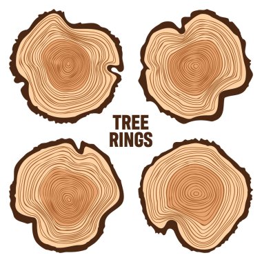 Yuvarlak ağaç gövdesi kesikleri, testereli çam veya meşe dilimleri, kereste. Kesilmiş kereste, ahşap. Kahverengi ahşap desenli ve ağaç halkalı. El çizimi eskiz. Vektör illüstrasyonu.