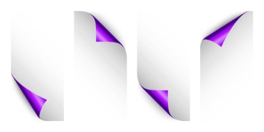 Menekşe kağıt bukleleri. Gölgeli kıvrımlı sayfa köşesi. Boş bir kağıt parçası. Renkli parlak folyo. Reklam ve tanıtım için tasarım elemanı. Vektör illüstrasyonu