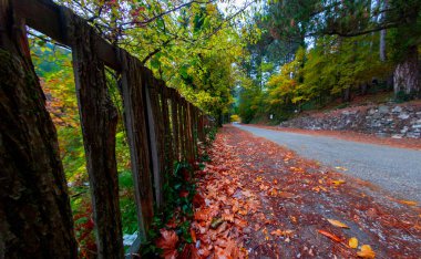 Ida Dağları 'ndaki Ayazma Milli Parkı ve köprünün altından akan nehirler