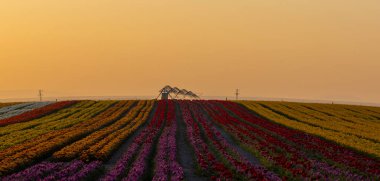 KONYA TURKEY 'deki lale tarlasının üzerinde mavi gökyüzü olan sihirli bir manzara..