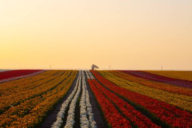 KONYA TURKEY 'deki lale tarlasının üzerinde mavi gökyüzü olan sihirli bir manzara..