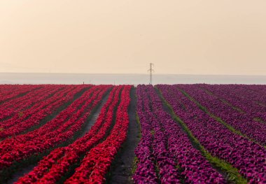 KONYA TURKEY 'deki lale tarlasının üzerinde mavi gökyüzü olan sihirli bir manzara..