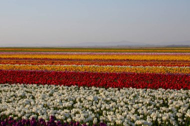 KONYA TURKEY 'deki lale tarlasının üzerinde mavi gökyüzü olan sihirli bir manzara..