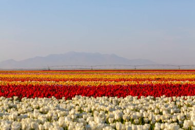 KONYA TURKEY 'deki lale tarlasının üzerinde mavi gökyüzü olan sihirli bir manzara..