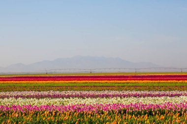 KONYA TURKEY 'deki lale tarlasının üzerinde mavi gökyüzü olan sihirli bir manzara..