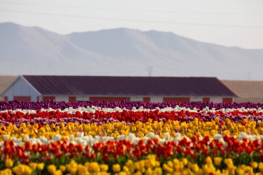 KONYA TURKEY 'deki lale tarlasının üzerinde mavi gökyüzü olan sihirli bir manzara..
