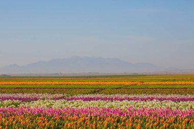 KONYA TURKEY 'deki lale tarlasının üzerinde mavi gökyüzü olan sihirli bir manzara..
