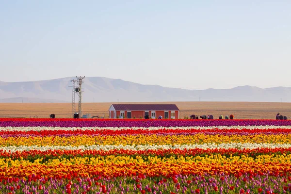 stock image A magical landscape with blue sky over tulip field in KONYA TURKEY.