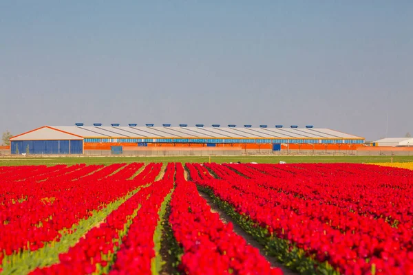 stock image A magical landscape with blue sky over tulip field in KONYA TURKEY.