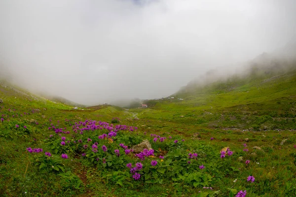 Wolkenzee Het Gito Plateau Camlihemsin Rize Turkije — Stockfoto