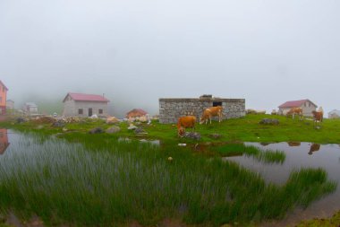 Kocduzu Platosu, Camlihemsin, Rize - Türkiye