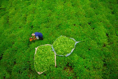 Çay tarlası ve salamura yaprak çayı..