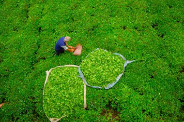 Çay tarlası ve salamura yaprak çayı..
