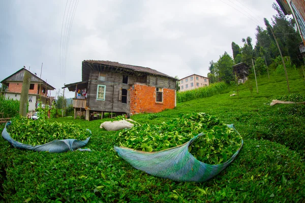 茶畑と摘んだ葉茶 — ストック写真