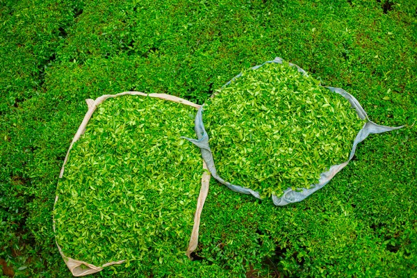 Tea Field Pickled Leaf Teas — Stock Photo, Image