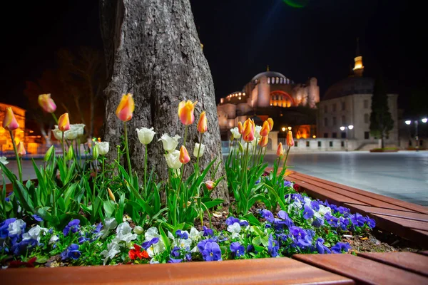 Hagia Sophia Tulip Gardens Esti Esztétikai Fotók — Stock Fotó