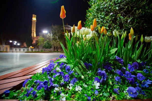 Ogrody Hagia Sophia Tulip Wieczorne Zdjęcia — Zdjęcie stockowe