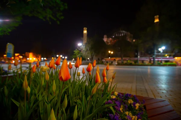 Santa Sofía Los Jardines Tulipanes Fotos Estéticas Noche — Foto de Stock