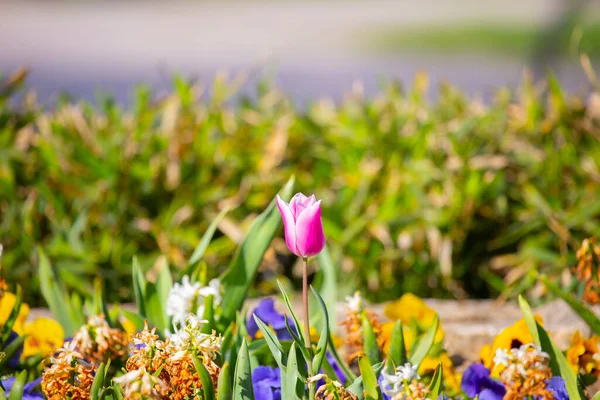 Groupe Tulipes Colorées Tulipe Fleurs Pourpre Éclairée Par Lumière Soleil — Photo