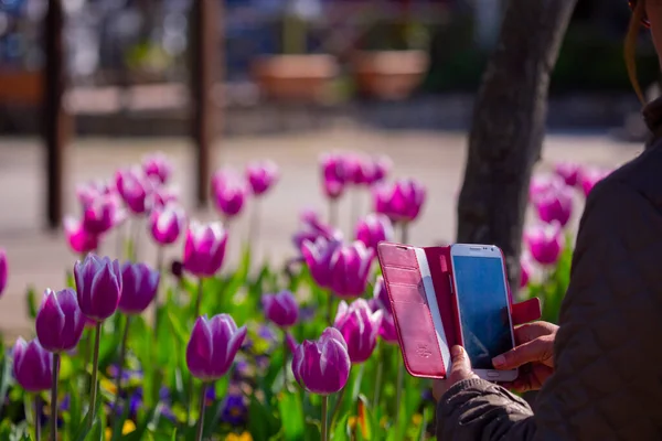 stock image Group of colorful tulip. Purple flower tulip lit by sunlight. Soft selective focus, tulip close up, toning. Bright colorful tulip photo background