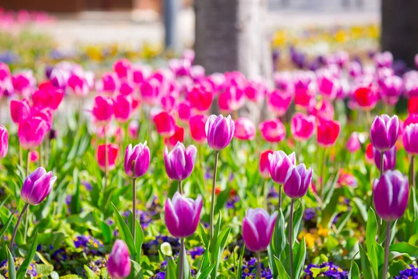 Група Різнокольорових Тюльпанів Фіолетовий Квітковий Тюльпан Освітлений Сонячним Світлом Який — стокове фото