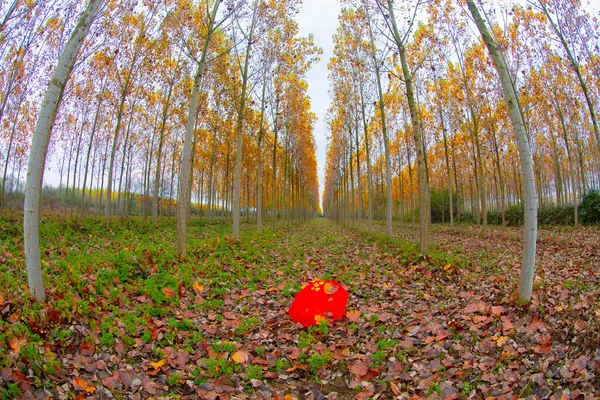 stock image Symmetrical poplar trees have Autumn