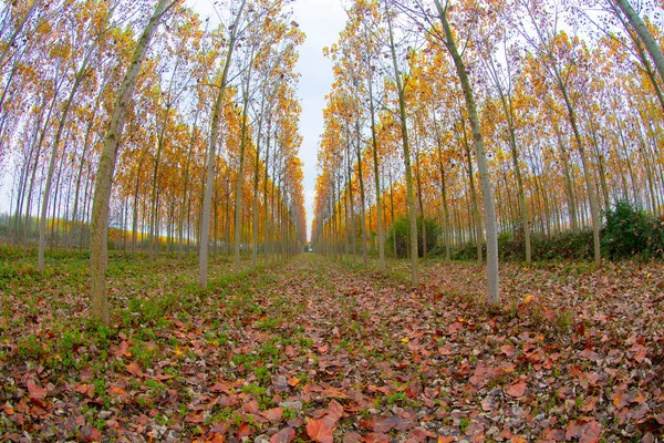 stock image Symmetrical poplar trees have Autumn