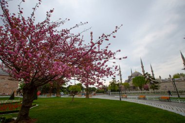 Sultahahmet Meydanı 'nda lale Festivali. İstanbul, Türkiye 'deki laleler ve Mavi Cami.