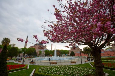 Sultahahmet Meydanı 'nda lale Festivali. İstanbul, Türkiye 'deki laleler ve Mavi Cami.