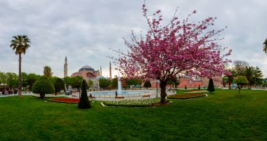 Sultahahmet Meydanı 'nda lale Festivali. İstanbul, Türkiye 'deki laleler ve Mavi Cami.